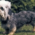 Dandy dinmont terrier